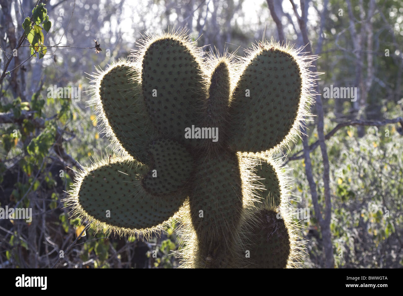 L' opuntia echios var gigantea trovata Santa Cruz Foto Stock