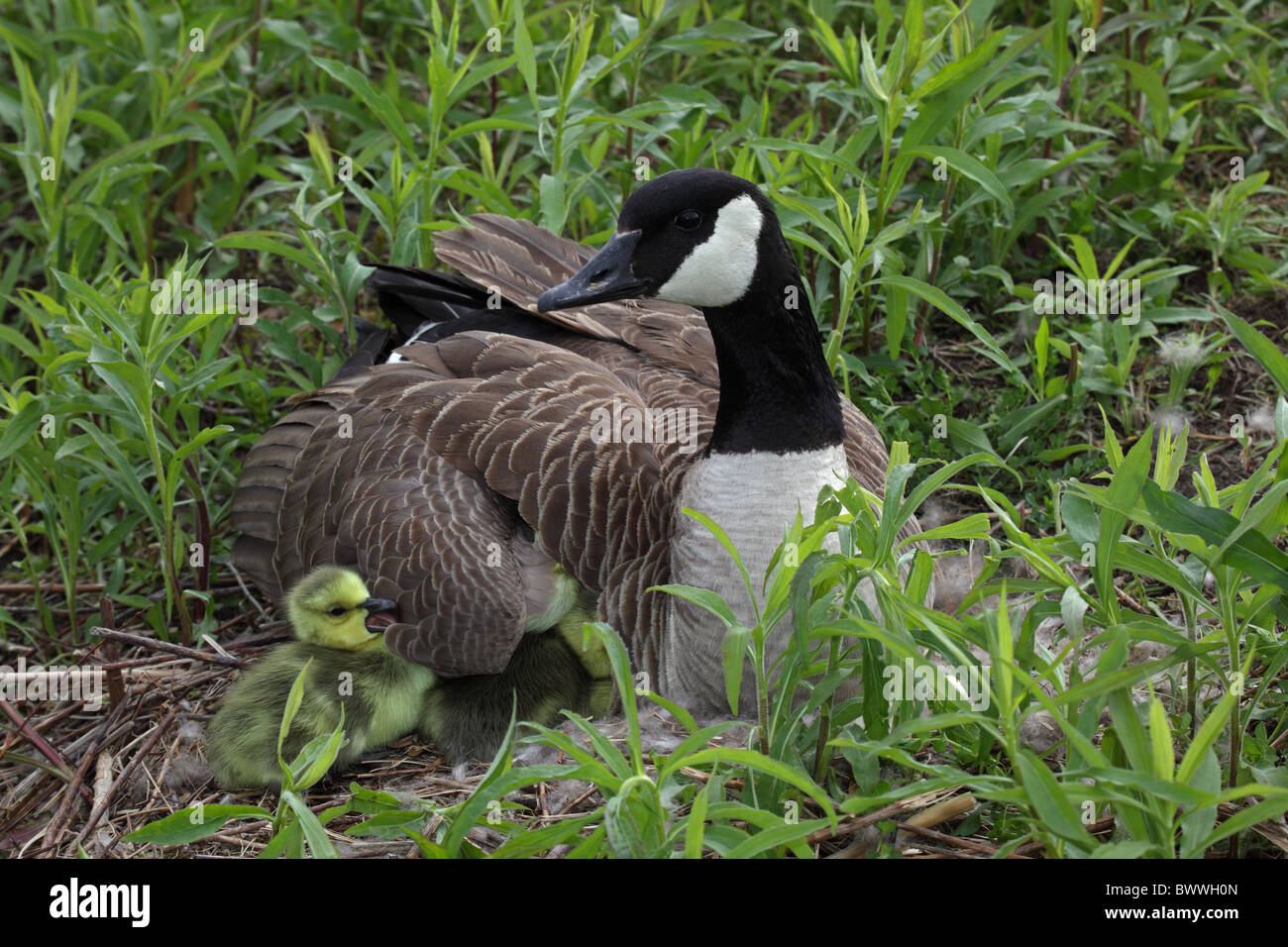 Canada Goose (Branta canadensis) madre con i giovani su nest - New York - USA Foto Stock