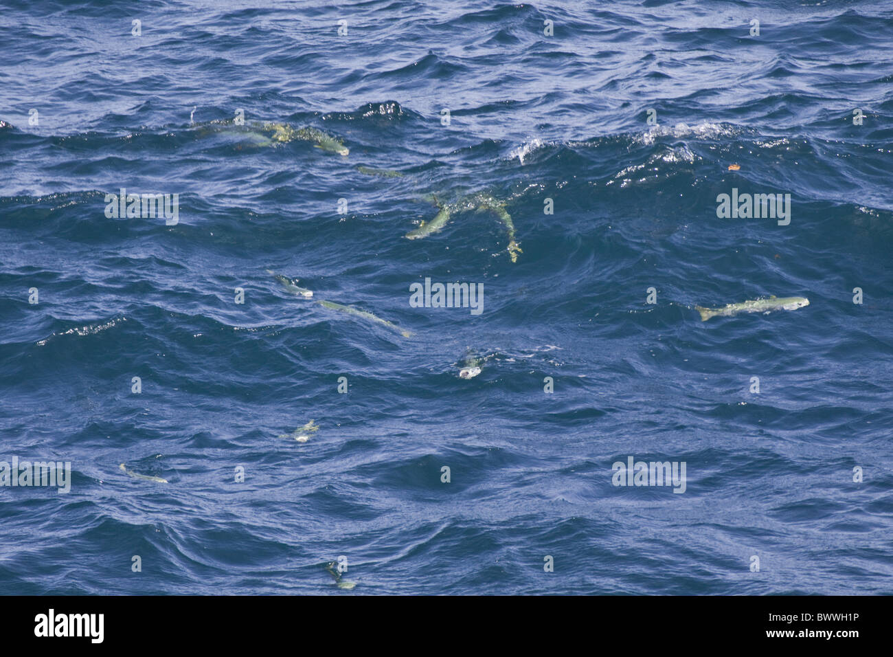 Giallo triglia di nuoto nelle Galapagos Foto Stock