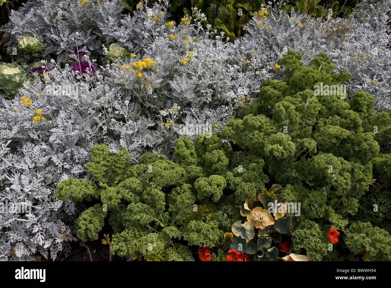 Cavolo laciniato Potagers giardini che incorporano Foto Stock