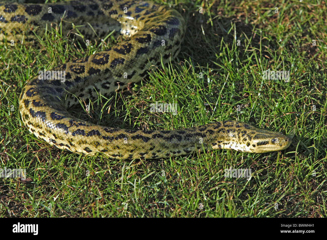 Anaconda anacondas serpenti serpente rettile rettili predator predatori animali animali "sud america' "sud americano' Foto Stock