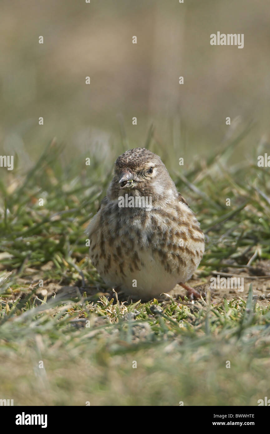 Eurasian Linnet (Carduelis cannabina) femmina adulta, si nutrono di semi d'erba, Portland, Dorset, Inghilterra, molla Foto Stock Eurasian Linnet (Carduelis cannabina) femmina adulta, si nutrono di semi d'erba, Portland, Dorset, Inghilterra, molla Foto Stock
