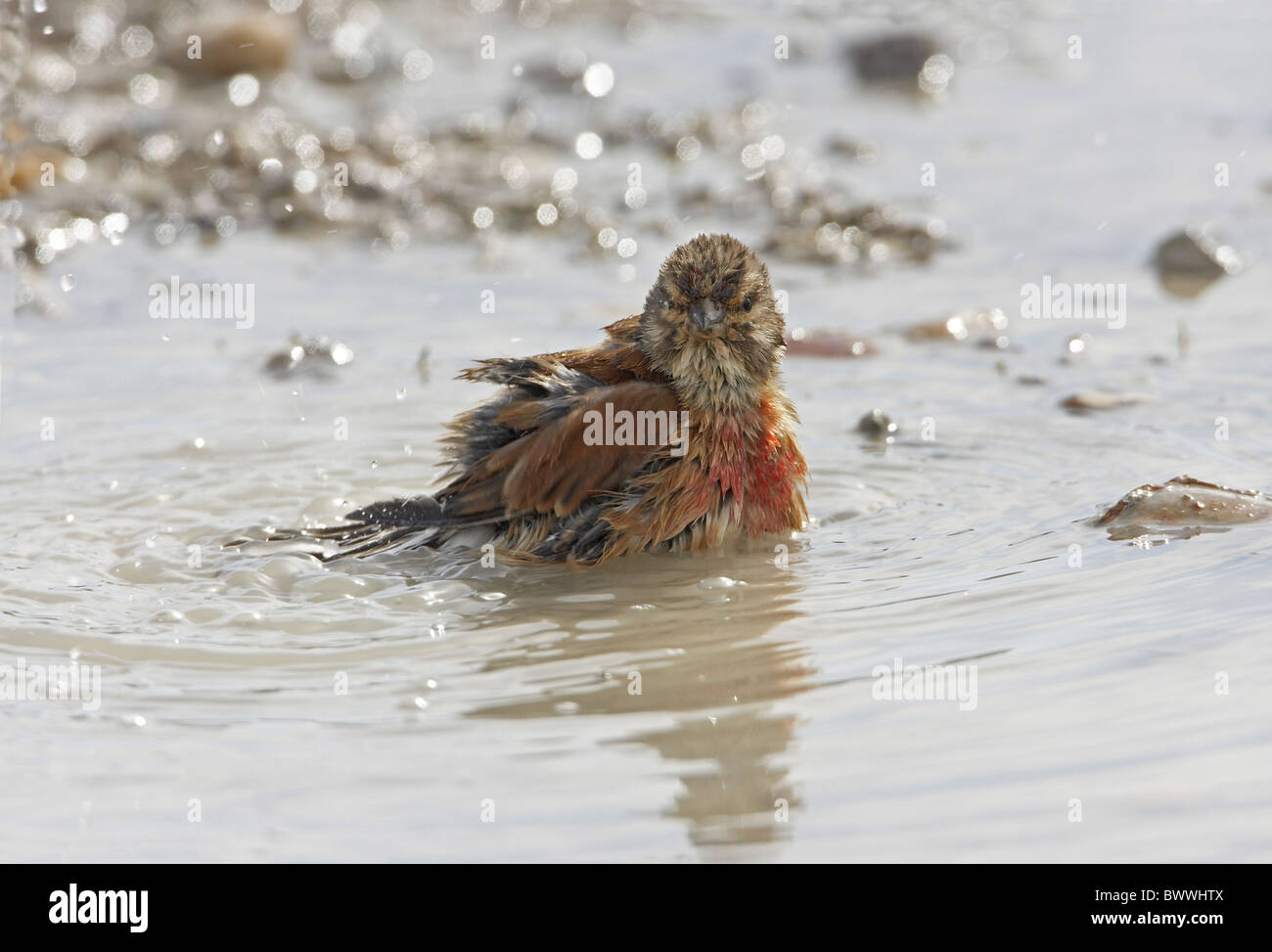 Eurasian Linnet (Carduelis cannabina) maschio adulto, balneazione, Portland, Dorset, Inghilterra, molla Foto Stock Eurasian Linnet (Carduelis cannabina) maschio adulto, balneazione, Portland, Dorset, Inghilterra, molla Foto Stock