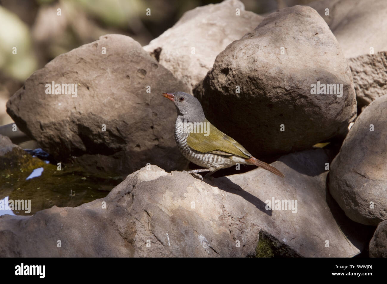 Femmina Melba Finch a bere la piscina Foto Stock