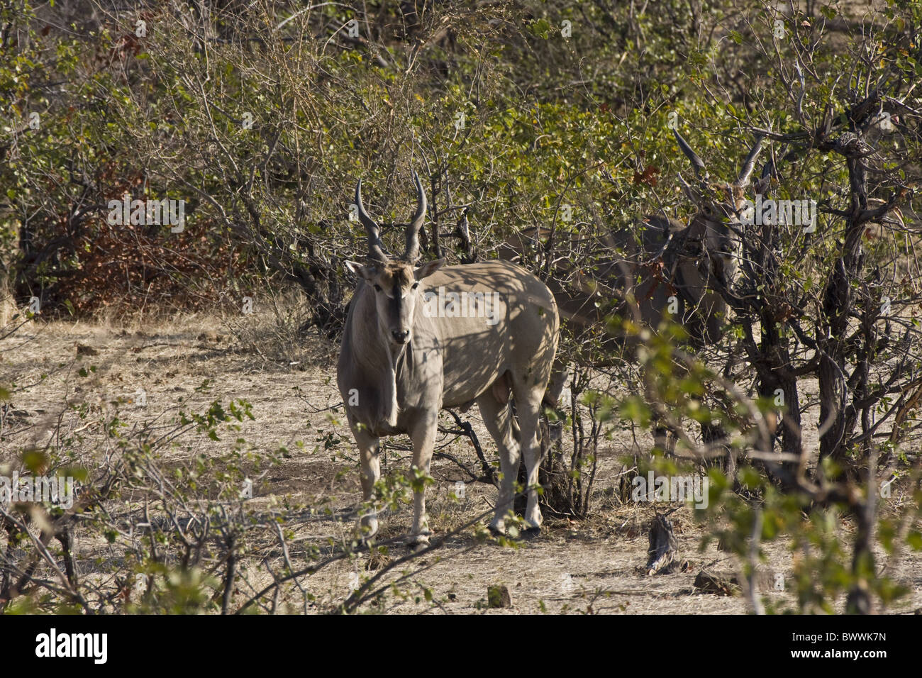 Due eland ben nascosto nel bush africano Foto Stock