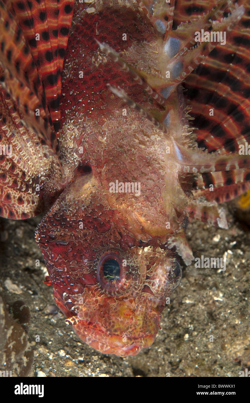 Leone Illex Dendrochirus brachypterus Laha pesci Reef Marine Mare Immersioni Subacquee Dive Ambon Indonesia animali animali Foto Stock