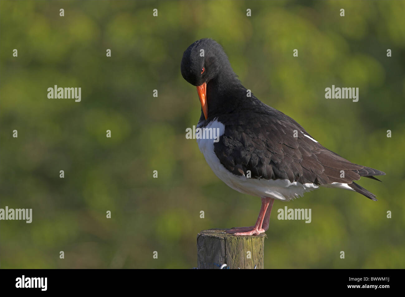 Eurasian Oystercatcher (Haematopus ostralegus) adulto, preening, in piedi sul palo da recinzione, Berwickshire, Scozia, molla Foto Stock