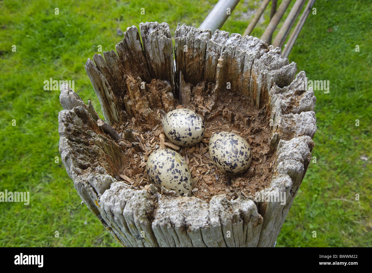 Eurasian Oystercatcher (Haematopus ostralegus) nido con tre uova, sulla porta vecchia post, Lancashire, Inghilterra, può Foto Stock