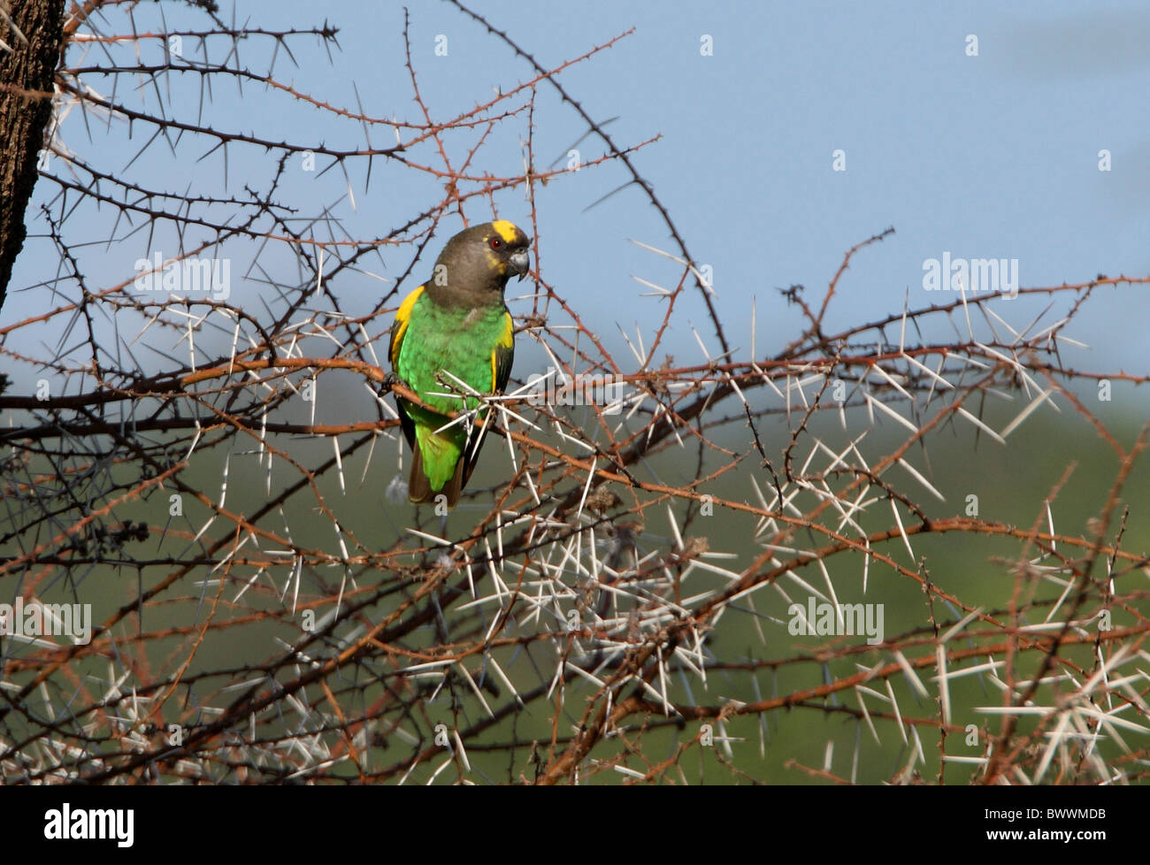 Meyer, Parrot (Poicephalus meyeri saturatus) adulto, arroccato in dead thorn tree, Lake Baringo, Great Rift Valley, Kenya, novembre Foto Stock