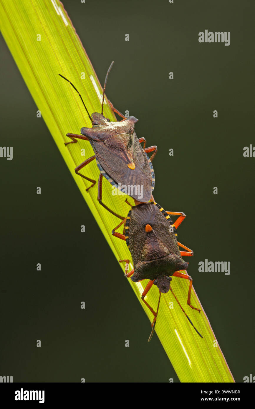 Invertebrati invertebrati animali animali insetti insetto bug bug artropodi artropodi 'protezione bug' shieldbugs shieldbug Foto Stock