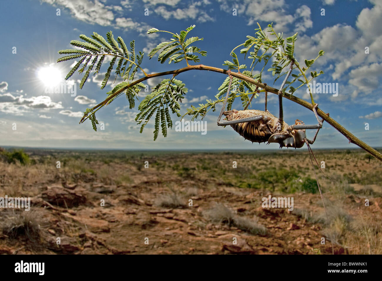 Bushveld duncan insetti invertebrati limpopo venitia mapungubwe invertebrato invertebrati animali animali artropodi artropodi Foto Stock