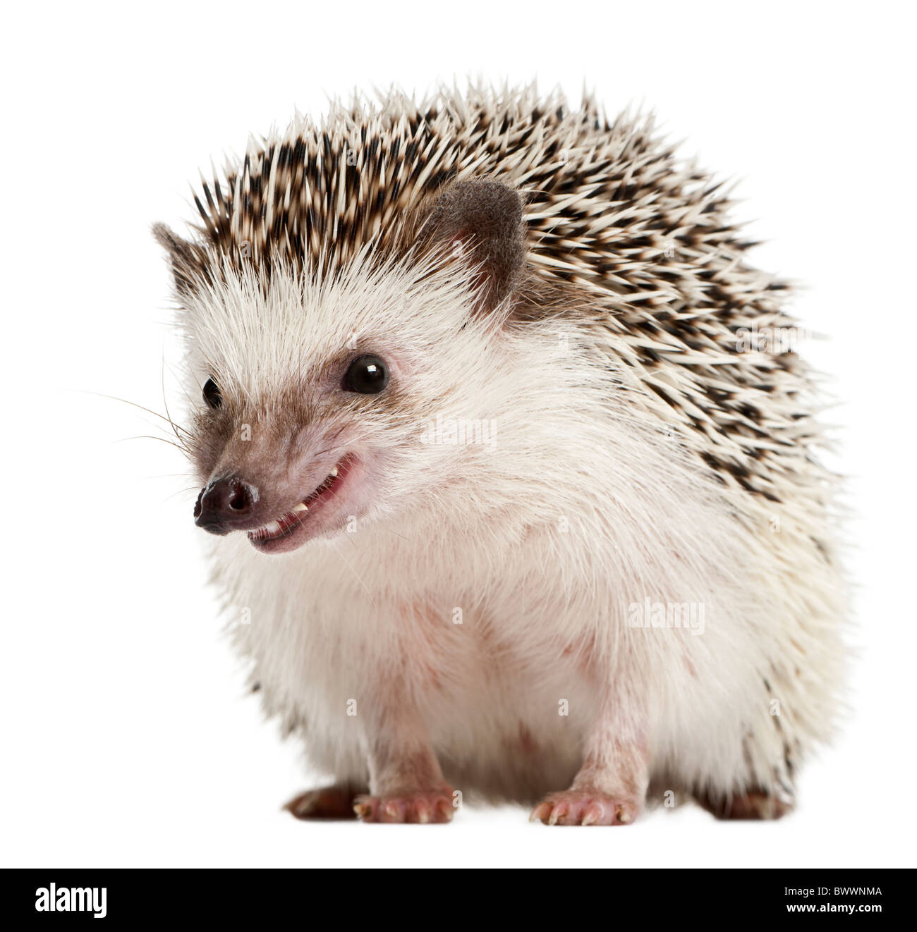 Quattro-toed Riccio, Atelerix albiventris, 2 anni, di fronte a uno sfondo bianco Foto Stock