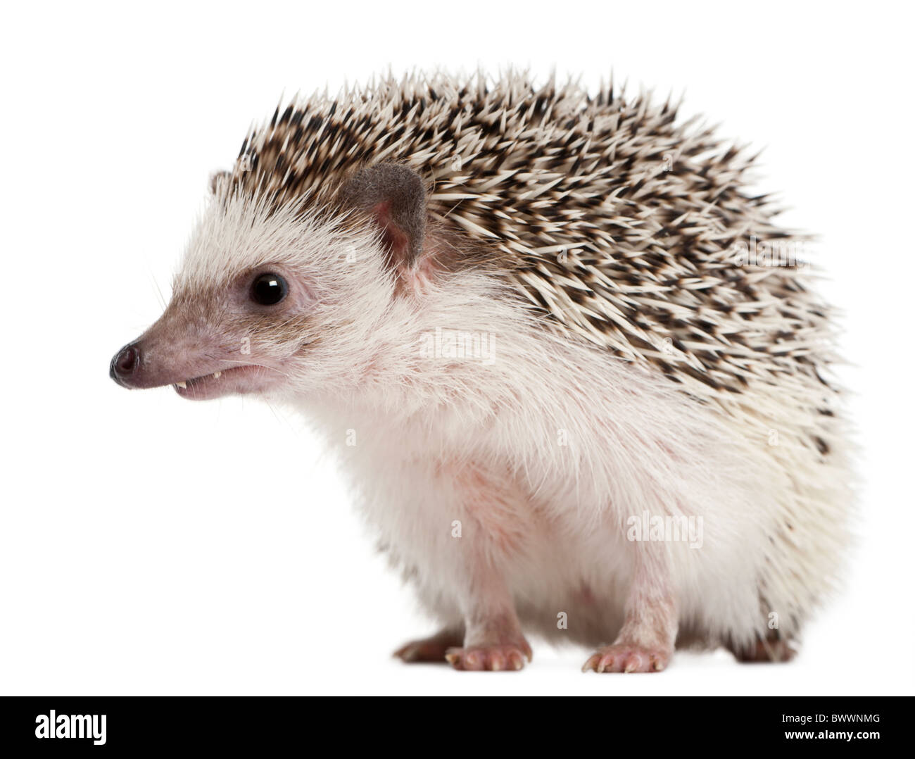 Quattro-toed Riccio, Atelerix albiventris, 2 anni, di fronte a uno sfondo bianco Foto Stock