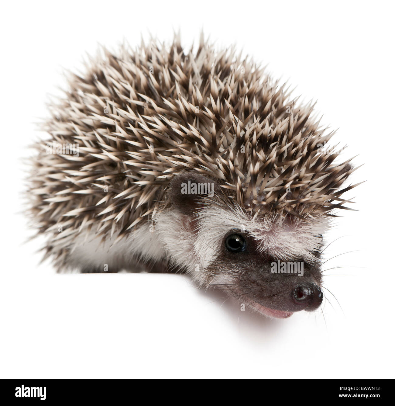 Quattro-toed Riccio, Atelerix albiventris, 3 settimane di età, di fronte a uno sfondo bianco Foto Stock