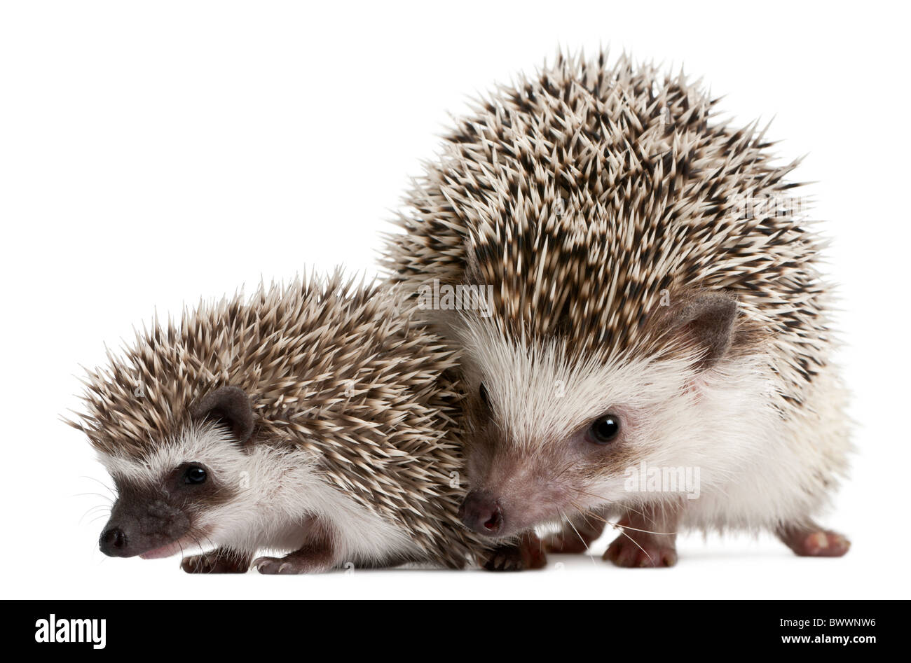 Quattro-toed Riccio, Atelerix albiventris, 3 settimane di età, di fronte a uno sfondo bianco Foto Stock