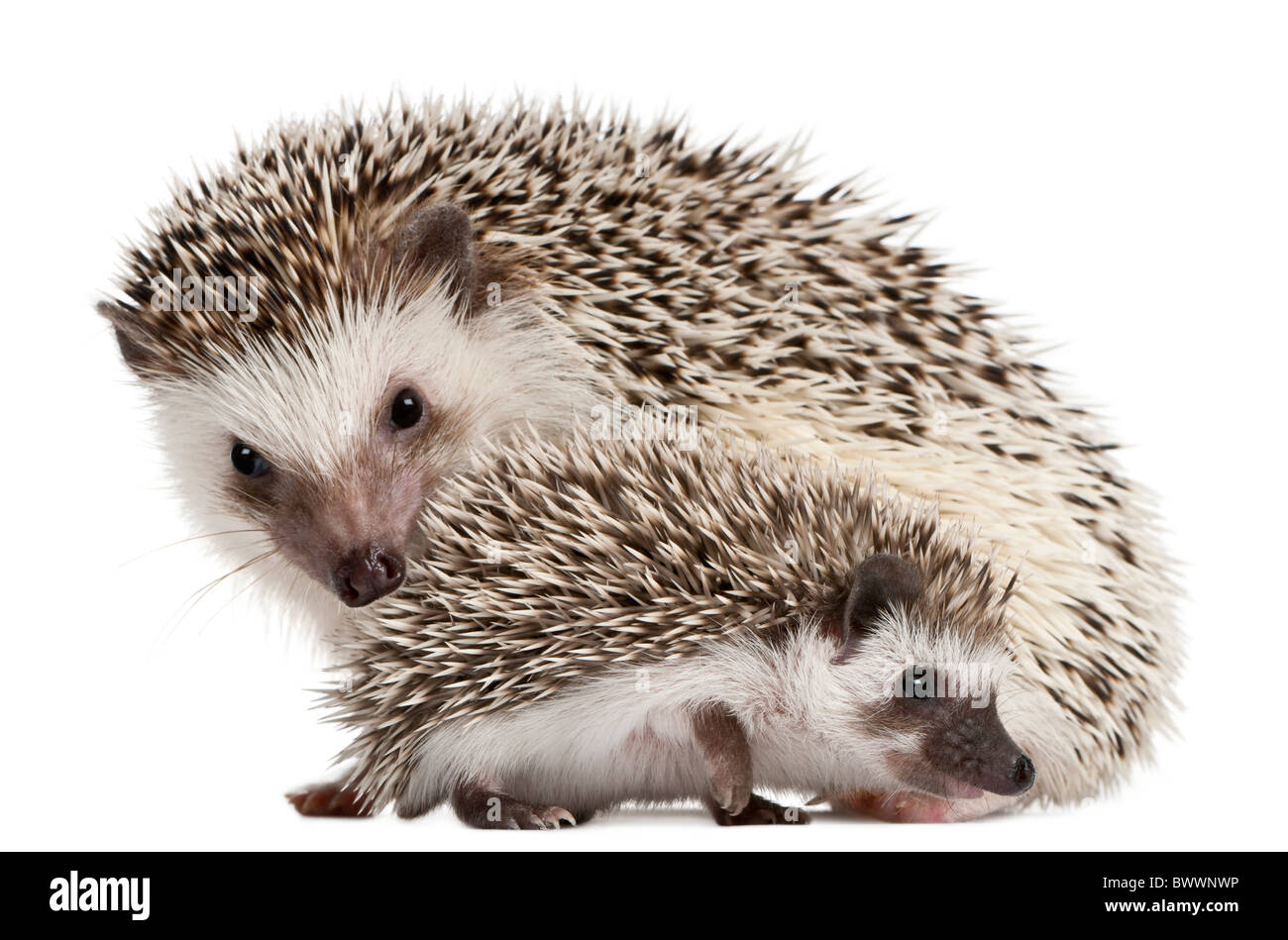 Quattro-toed Riccio, Atelerix albiventris, 3 settimane di età, di fronte a uno sfondo bianco Foto Stock