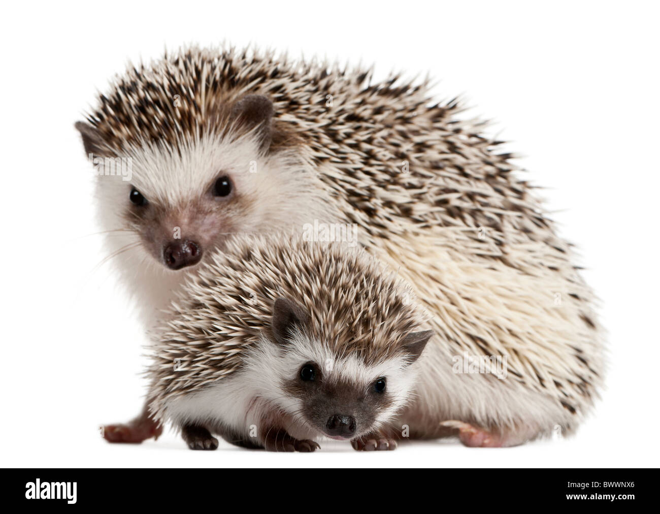 Quattro-toed Riccio, Atelerix albiventris, 3 settimane di età, di fronte a uno sfondo bianco Foto Stock