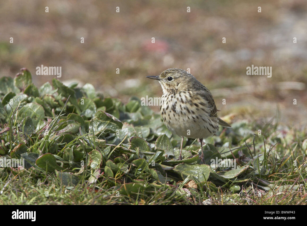 Meadow Pipit (Anthus pratensis) adulto, rovistando sul terreno, Dorset, Inghilterra, molla Foto Stock Meadow Pipit (Anthus pratensis) adulto, rovistando sul terreno, Dorset, Inghilterra, molla Foto Stock