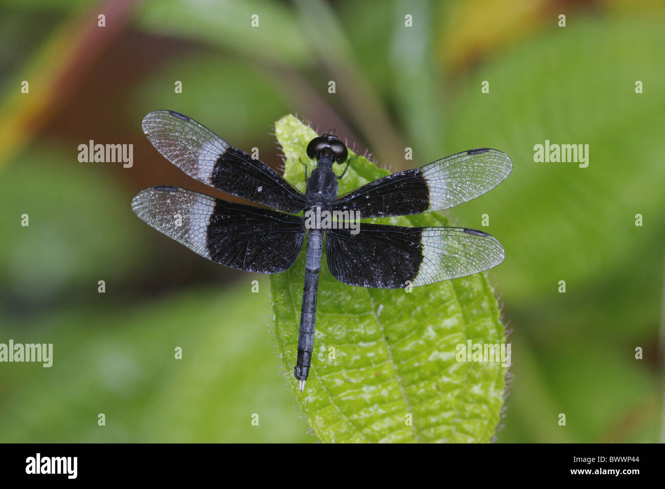 Invertebrati invertebrati animali animali artropodi artropodi insetti insetti odonati libellula libellule asia asian fauna selvatica Foto Stock