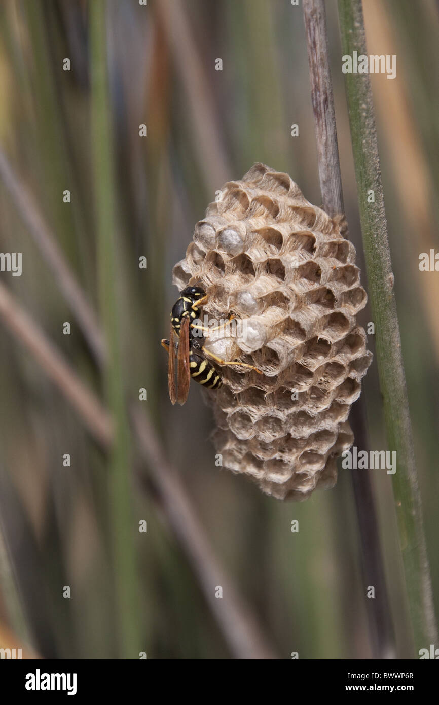 Carta wasp - Lesbo Grecia Foto Stock