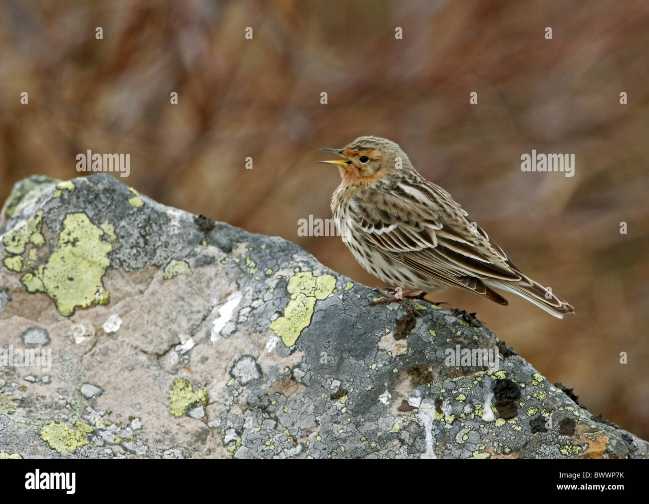 Rosso-throated Pipit (Anthus cervinus) maschio adulto, chiamando, appollaiato sulla roccia, Norvegia settentrionale, giugno Foto Stock