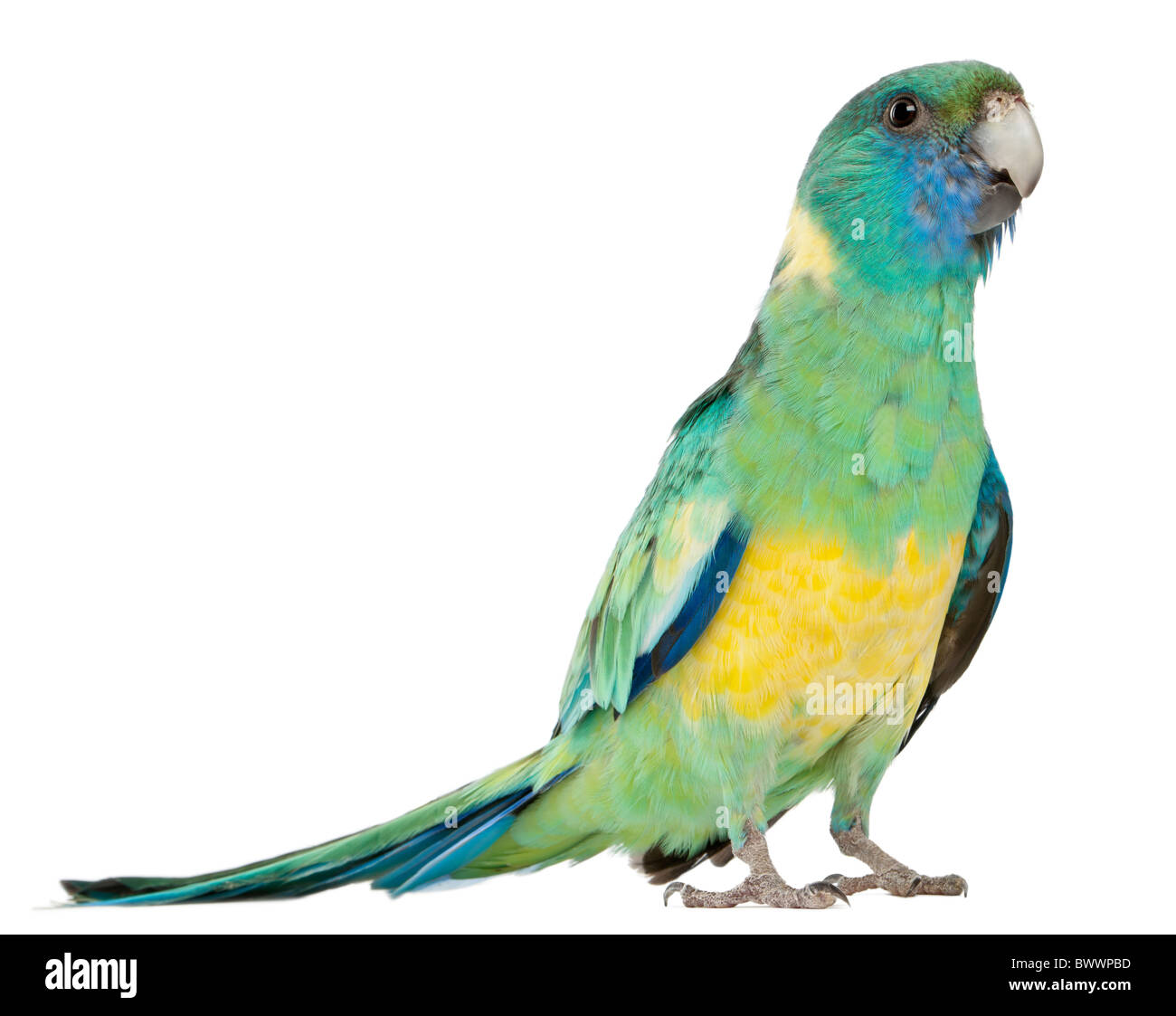 Maschio Ringneck Australiano, Barnardius Barnardi Macgillivrayi, 2 anni, in piedi di fronte a uno sfondo bianco Foto Stock