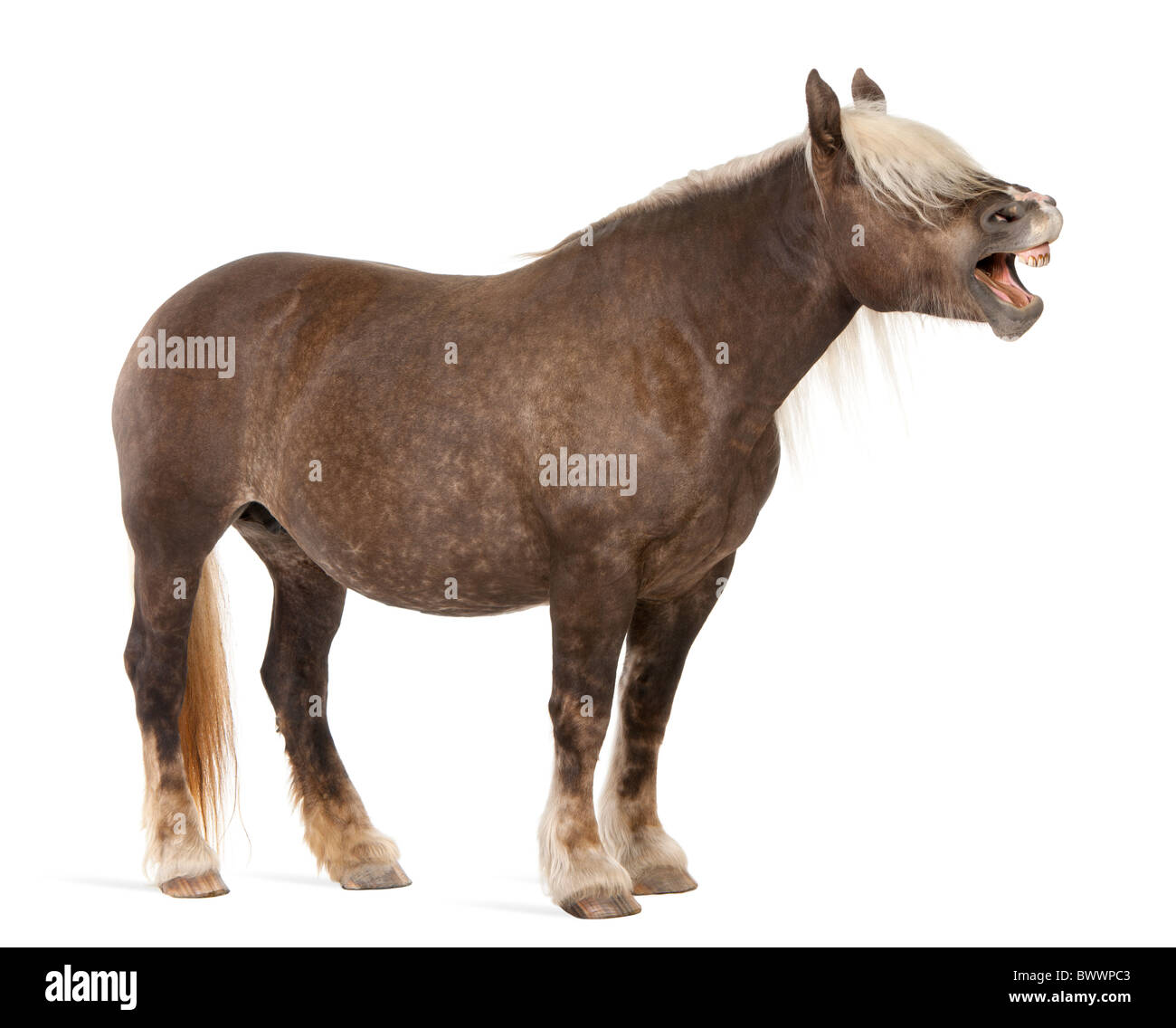 Comtois horse, un progetto di cavallo, Equus caballus, dieci anni, in piedi con la bocca aperta davanti a uno sfondo bianco Foto Stock