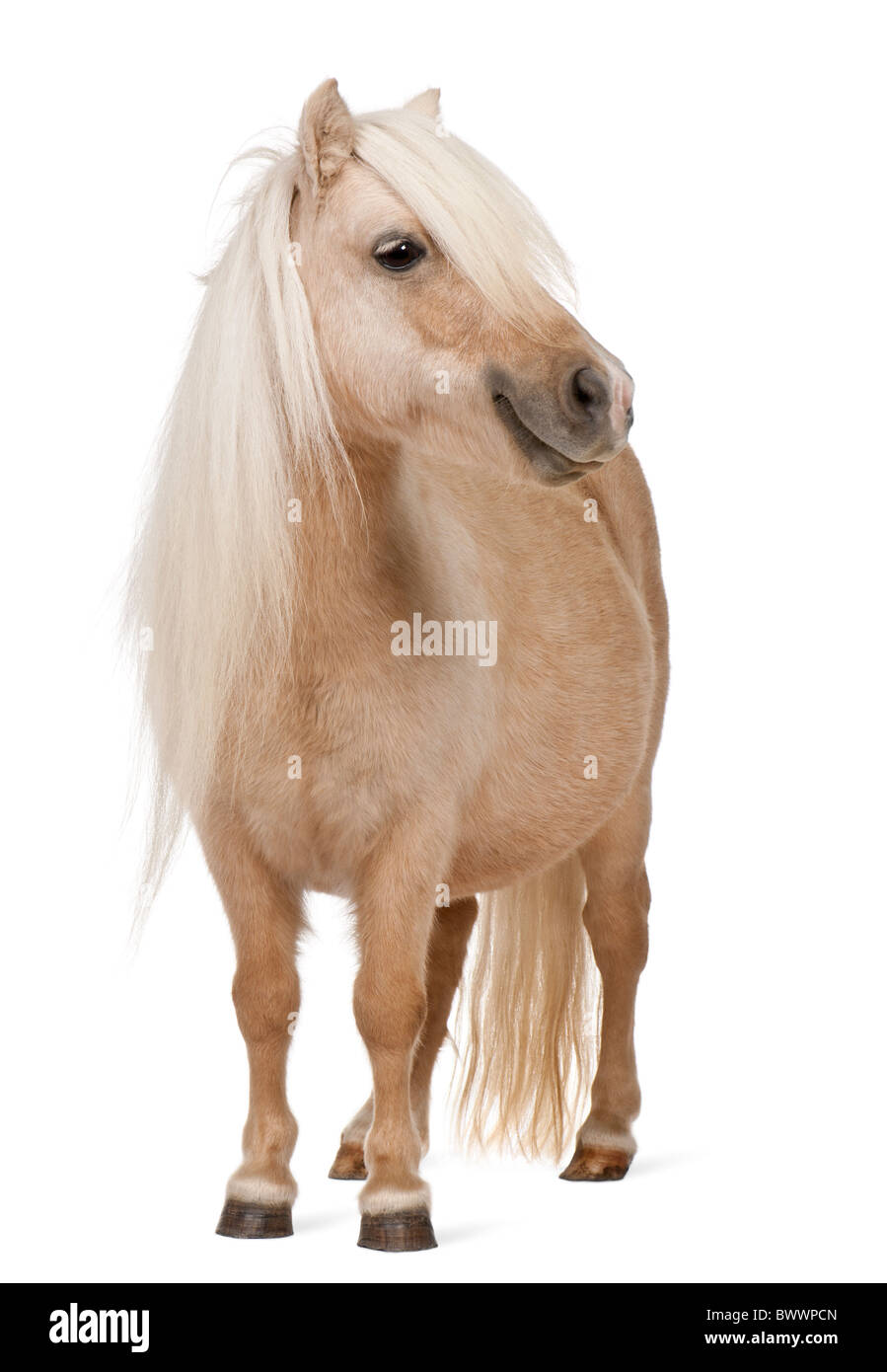 Palomino pony Shetland, Equus caballus, 3 anni, in piedi di fronte a uno sfondo bianco Foto Stock