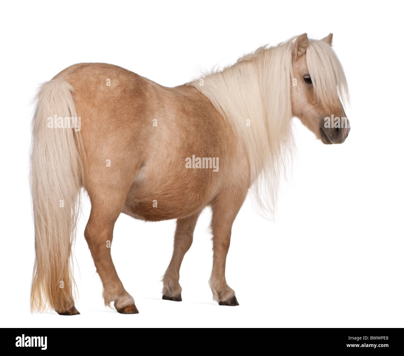 Palomino pony Shetland, Equus caballus, 3 anni, in piedi di fronte a uno sfondo bianco Foto Stock