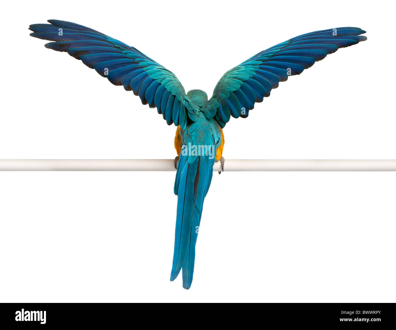 Vista posteriore di blu e giallo Macaw, Ara Ararauna, arroccato ed sbattere le ali nella parte anteriore del fondo bianco Foto Stock