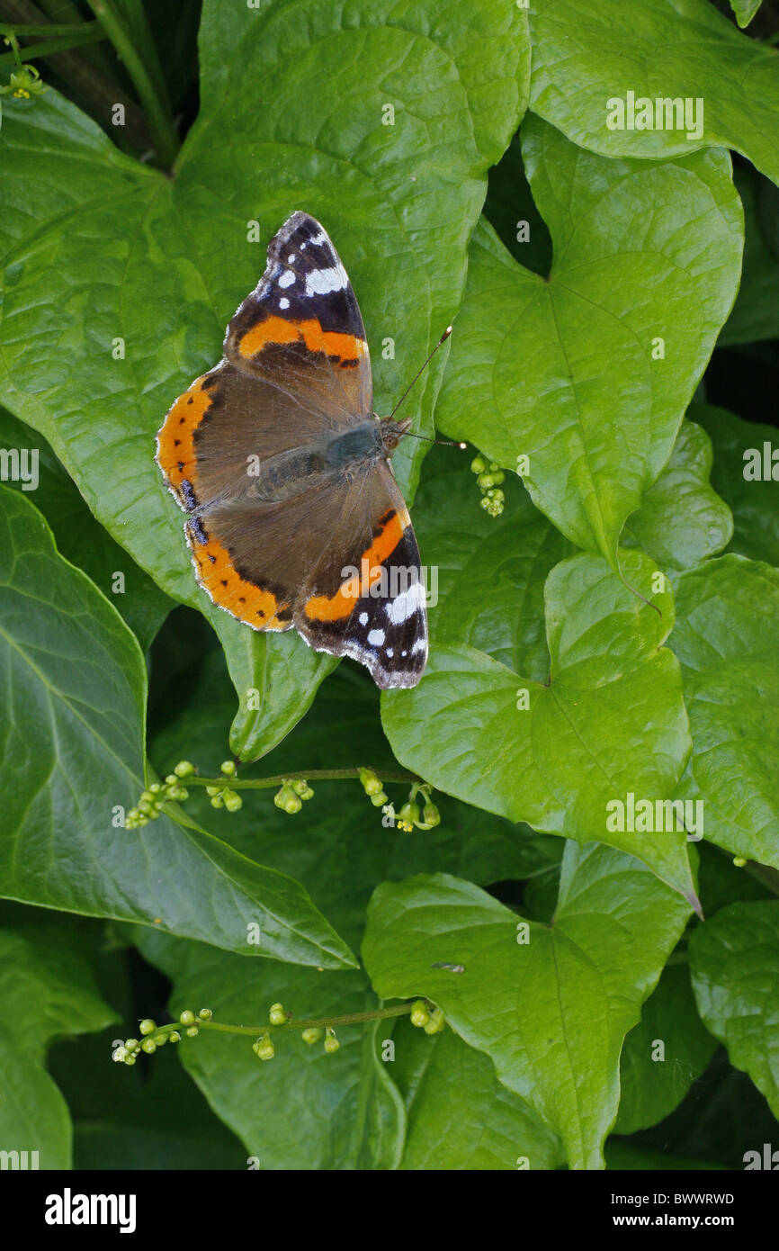 Animali Animali farfalle butterfly insetti insetti INVERTEBRATI ARTROPODI INVERTEBRATI ARTROPODI Europa unione 'red Foto Stock