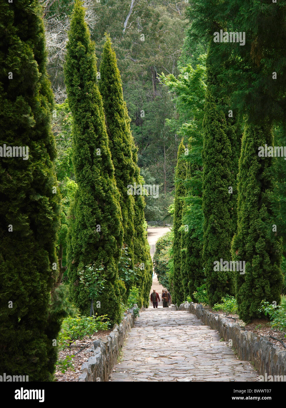 VIALE ALBERATO A POCHI PASSI DALLA DIGA DI MAROONDAH VICINO A HEALESVILLE VICTORIA AUSTRALIA Foto Stock