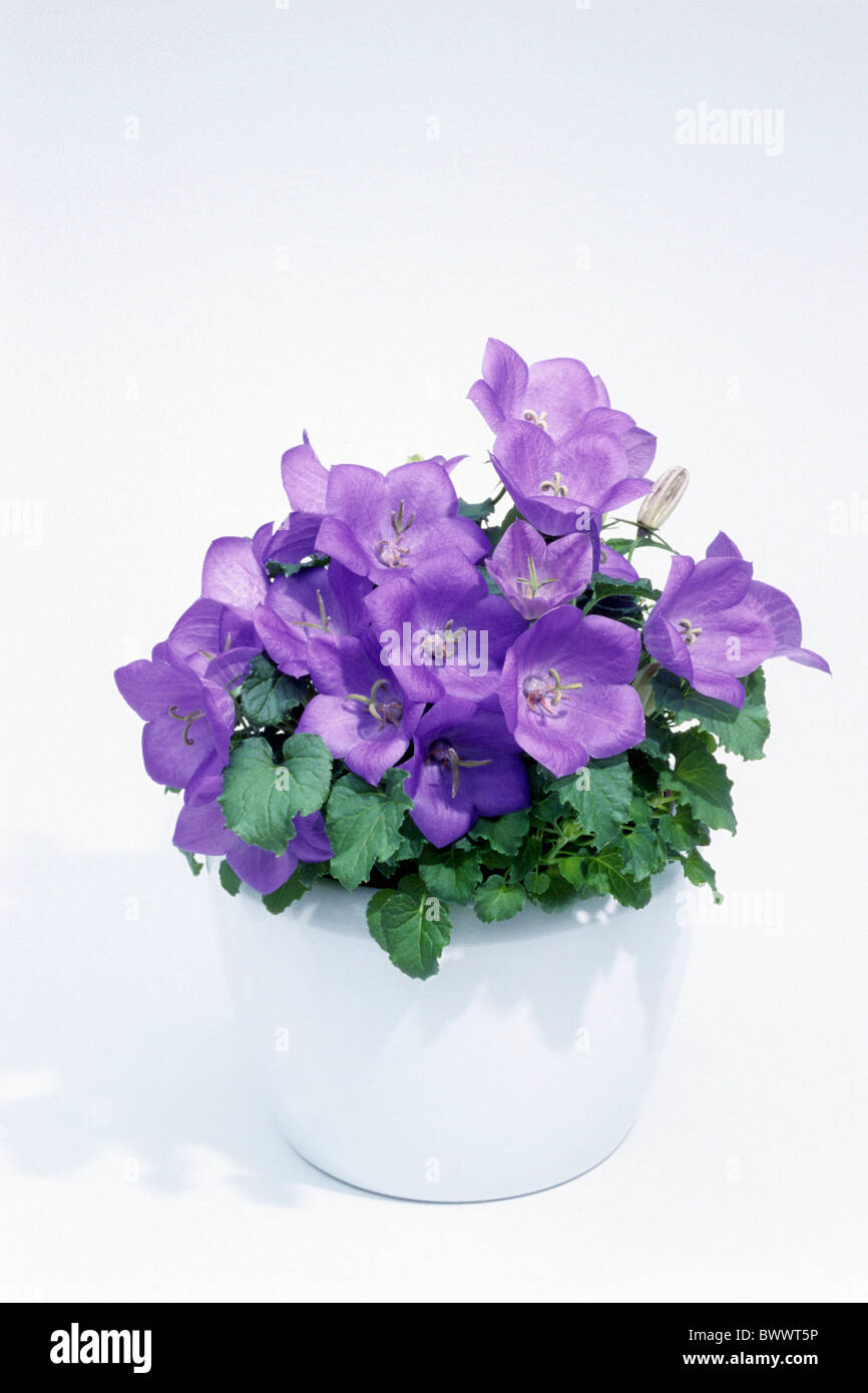 La Campanula italiano, stelle cadenti (Campanula isophylla), fioritura pianta in vaso, studio immagine. Foto Stock