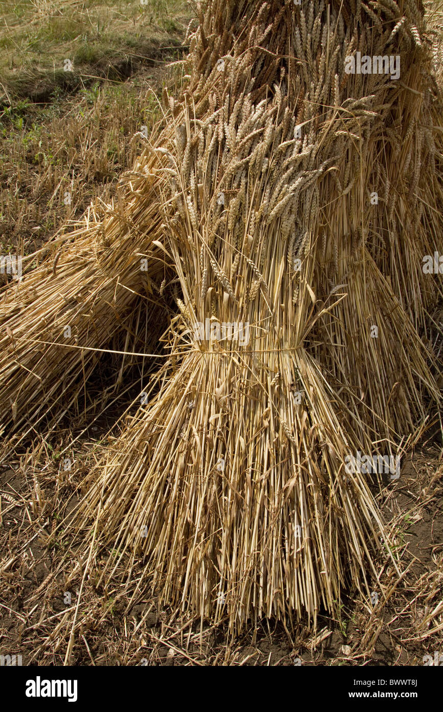 La migliore qualità ricoprendo di paglia paglia è cresciuto da vecchie varietà di frumento che producono alti, strong-di gambi di paglia senza l'uso di Foto Stock