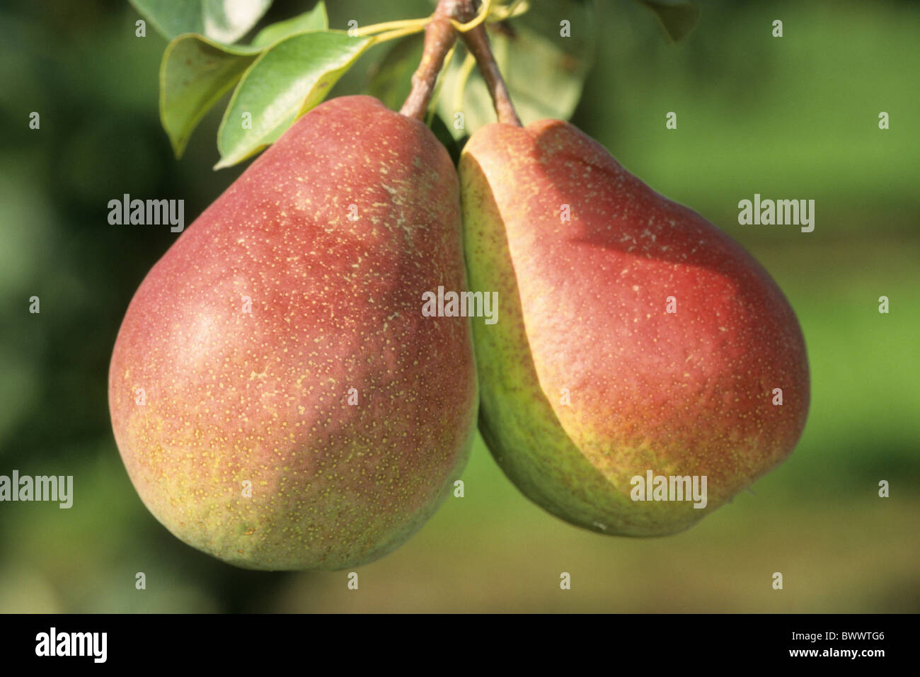 Pera (Pyrus communis), varietà: Hortensia, frutti maturi su albero. Foto Stock