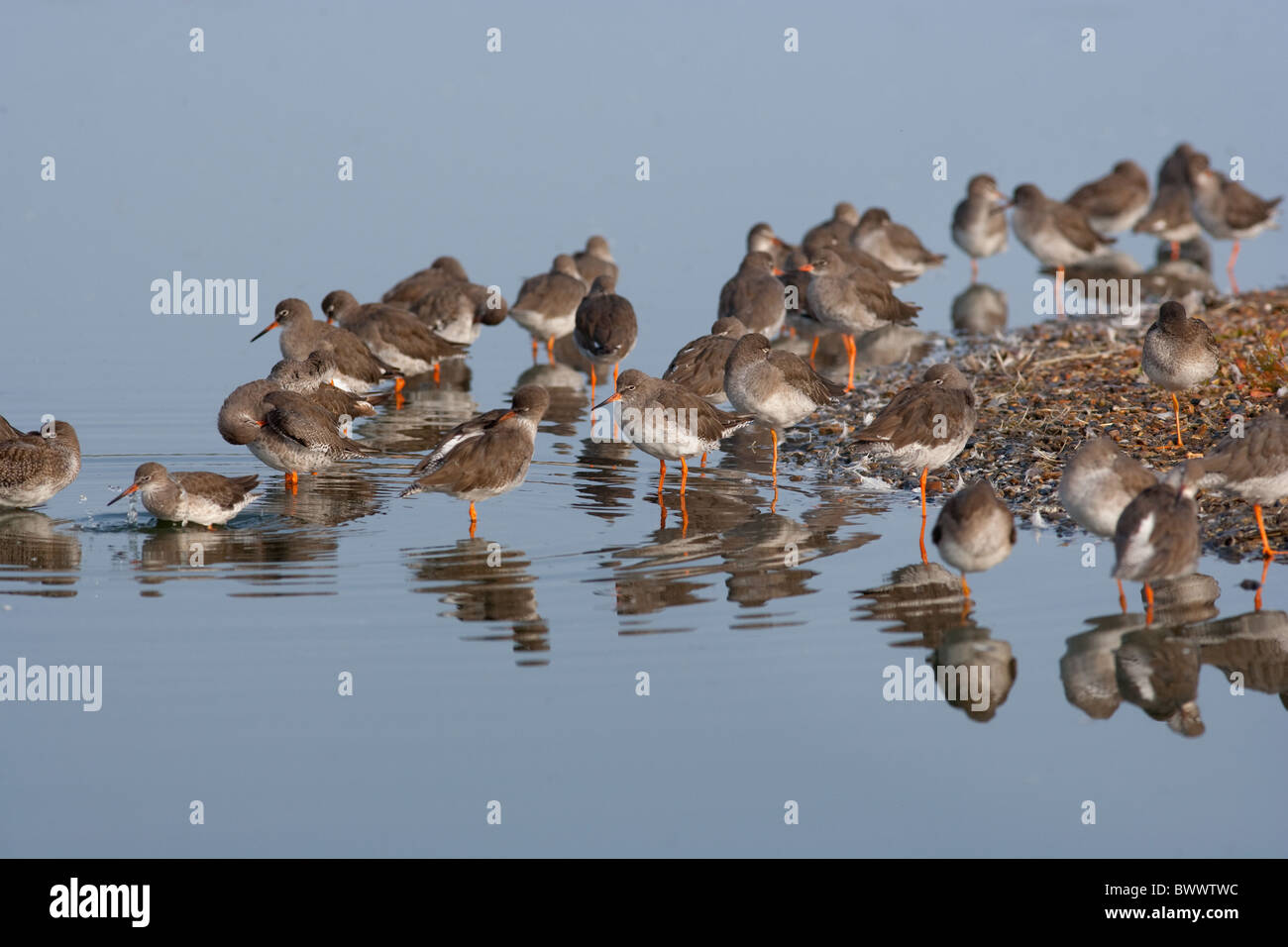 Redshank Tringa totanus gruppo su alta marea roost Snettisham autunno Foto Stock