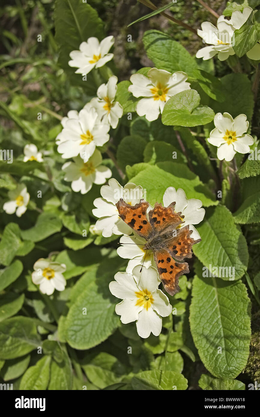 Virgola Cotswolds Gloucestershire Polygonia c-album Primrose Primula vulgaris Primulaceae famiglia antenne abbondanti butterfly Foto Stock