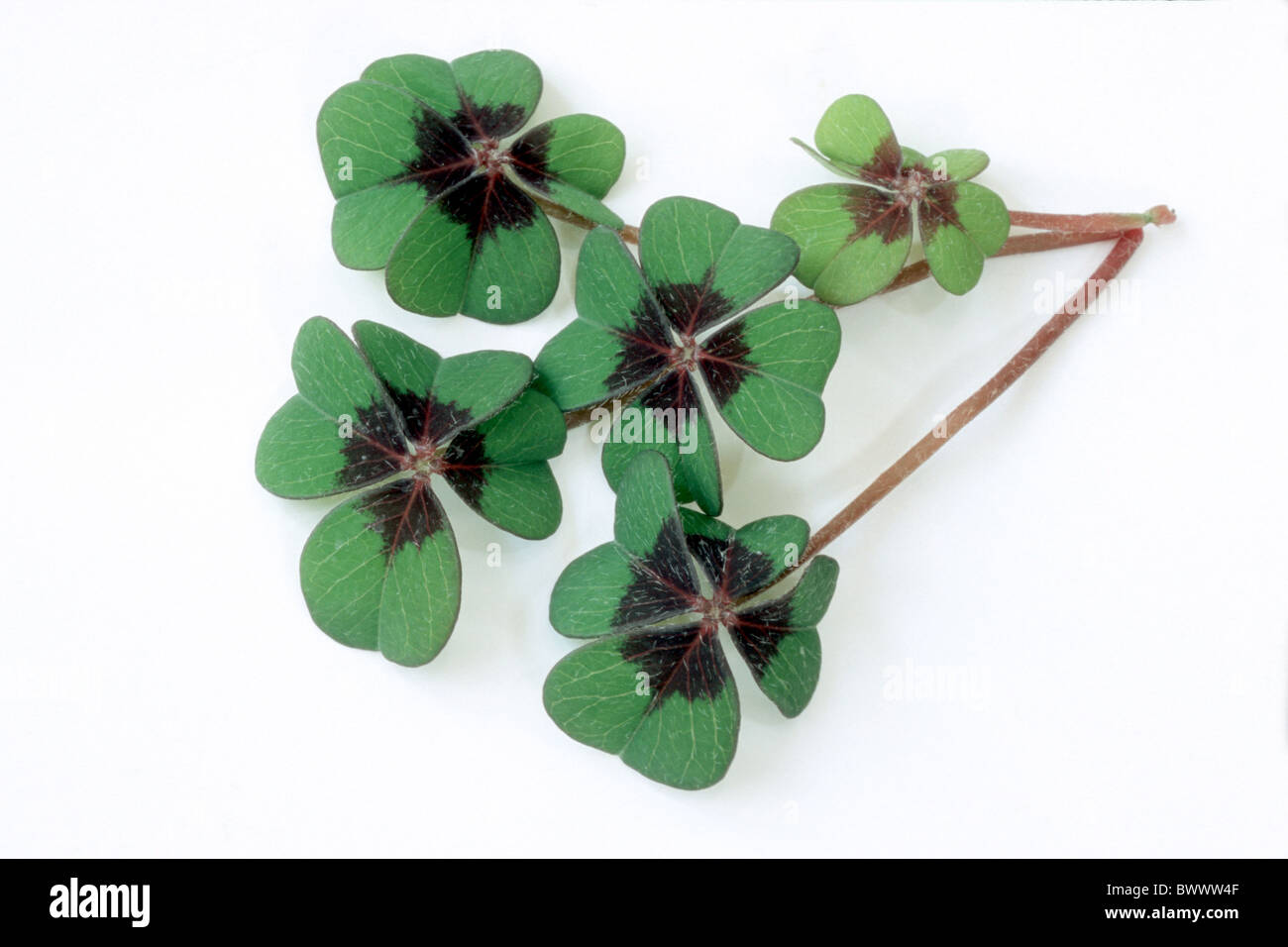 Buona fortuna a foglia, Lucky Clover (Oxalis tetraphylla), foglie, studio immagine. Foto Stock
