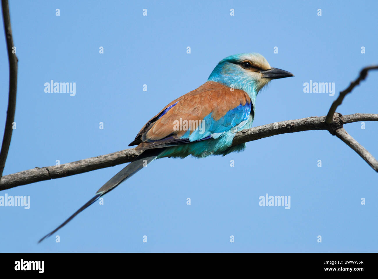 Rullo abissina (Coracias abyssinica) adulto, appollaiato sul ramo, Kololi, Western Gambia, aprile Foto Stock