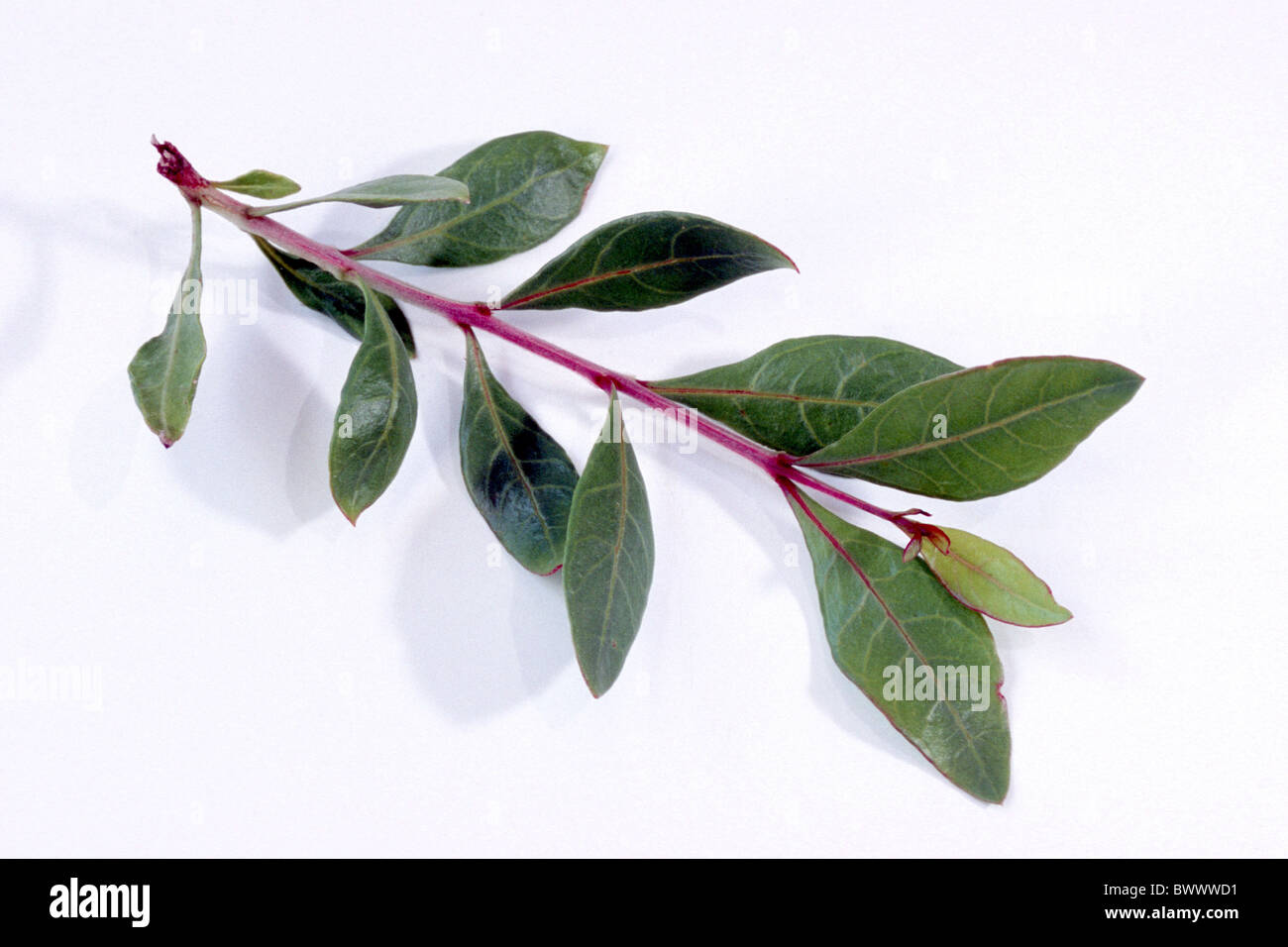Henna (Lawsonia inermis), ramoscello, studio immagine. Foto Stock