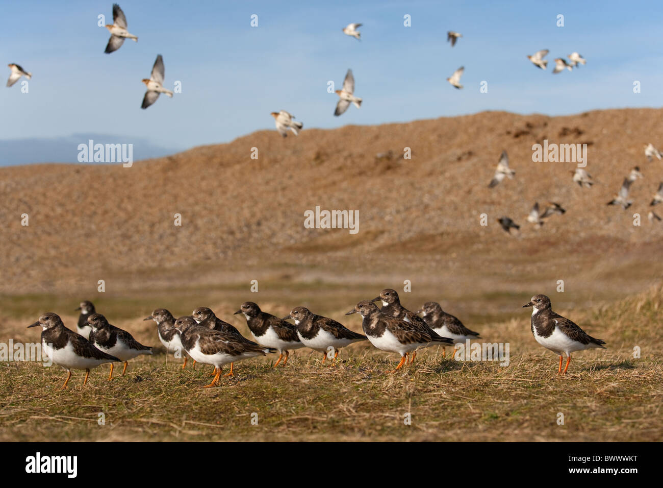 Turnstones Arenaria interpres gregge con battenti buntings neve in background Foto Stock