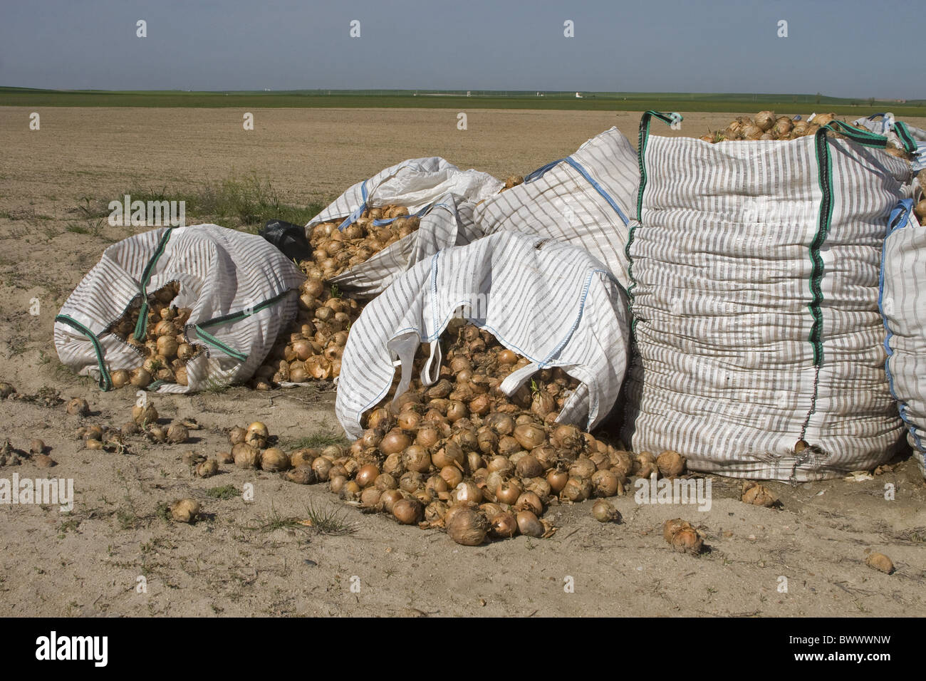 Onion Allium sp. Il raccolto sacchi lampadine bordo campo Spagna Foto Stock