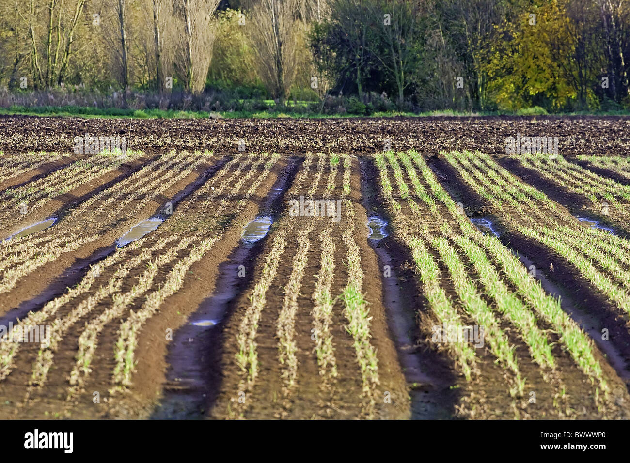 Warwickshire seminativi terreni arabili brown cereali colture fattorie agricole Verde foglie di crescente rilievo righe inverno agriturismo agricoltura aziende agricole Foto Stock