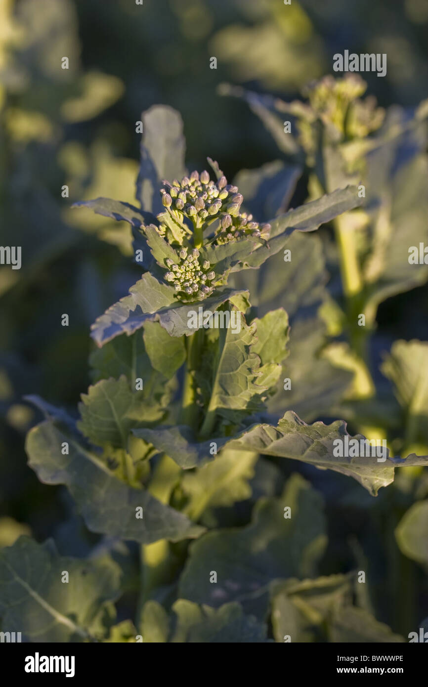 Agricoltura Agricoltura Agricoltura Aprile Bloom blumi Brassica raccolto di canola colture Cruciferae Agriturismo Agricoltura Close up Closeup Foto Stock