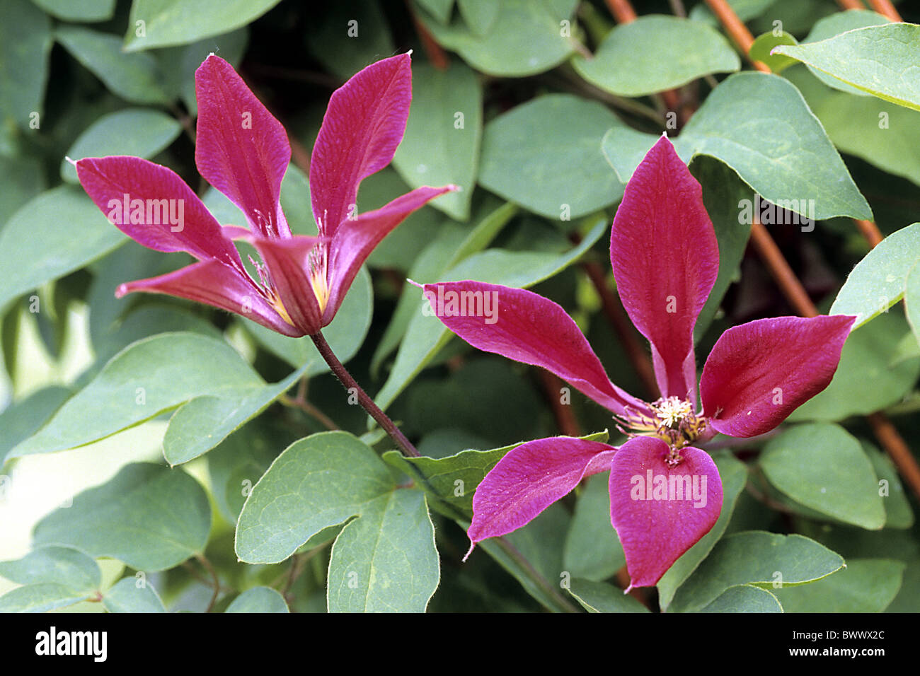 Scarlet Clematis (Clematis texensis), varietà: Gravety bellezza, la fioritura. Foto Stock