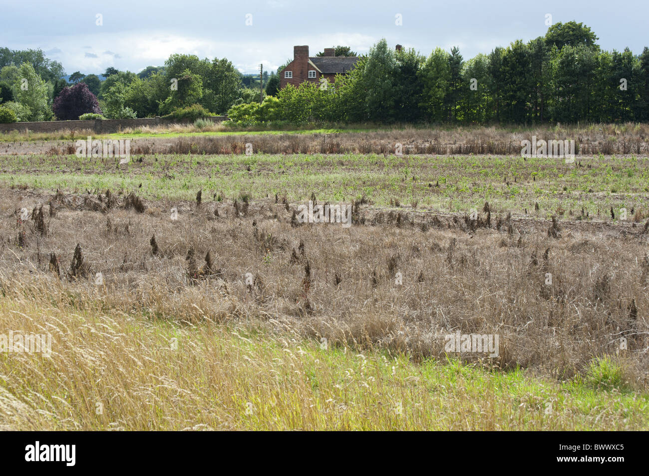 Il set-aside campo terreno agricolo coltivabile Shifnal Foto Stock