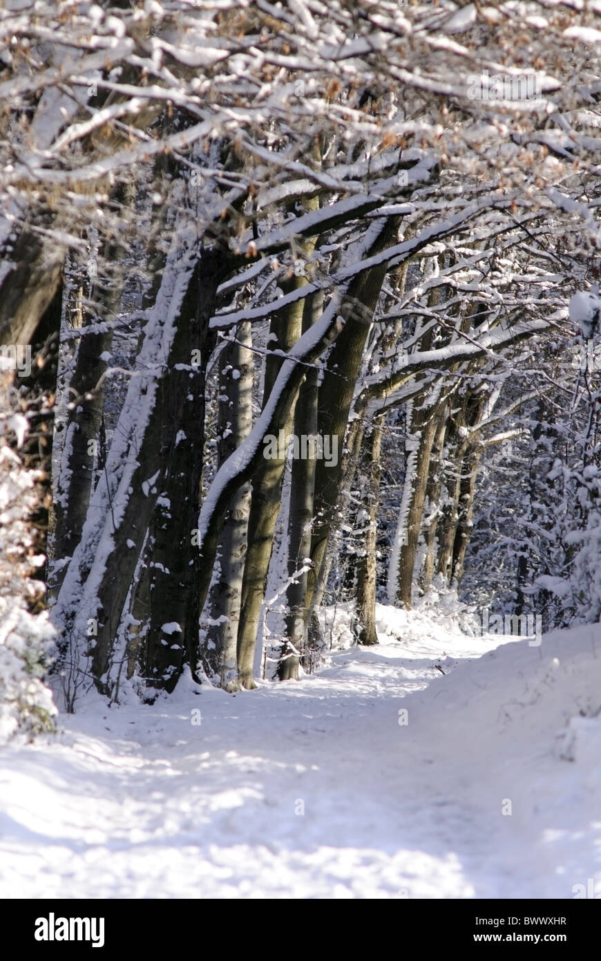 Percorso di foresta in inverno Foto Stock