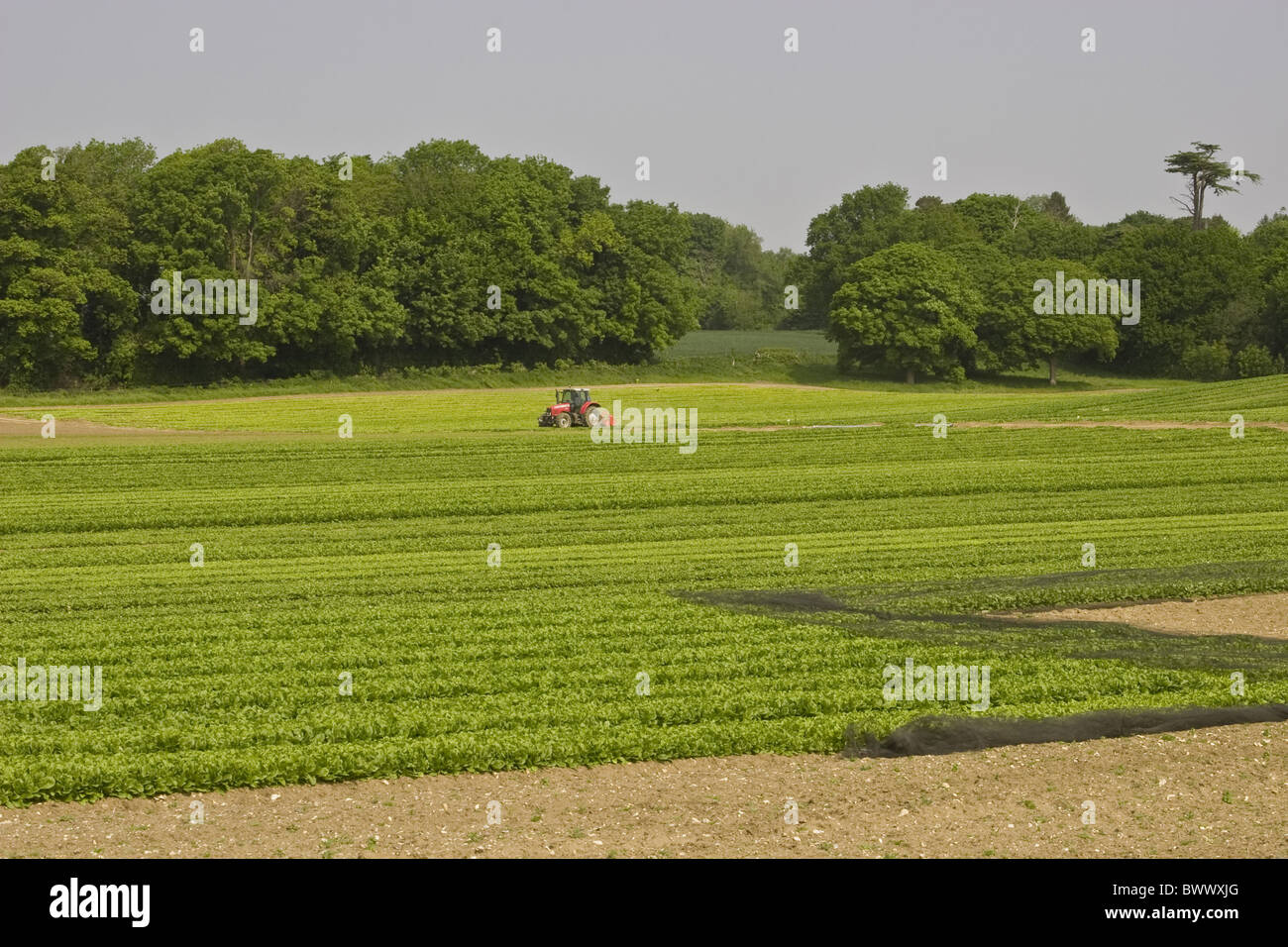 Agricoltura Agricoltura Agricoltura Amaranthaceae trattori trattore Topping Landcrop Landcrops raccolto di colture di ritaglio coltivare Foto Stock