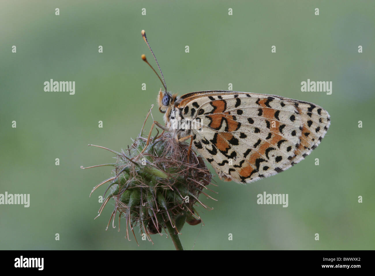 Avvistato Fritillary Melitaea didyma adulto Foto Stock