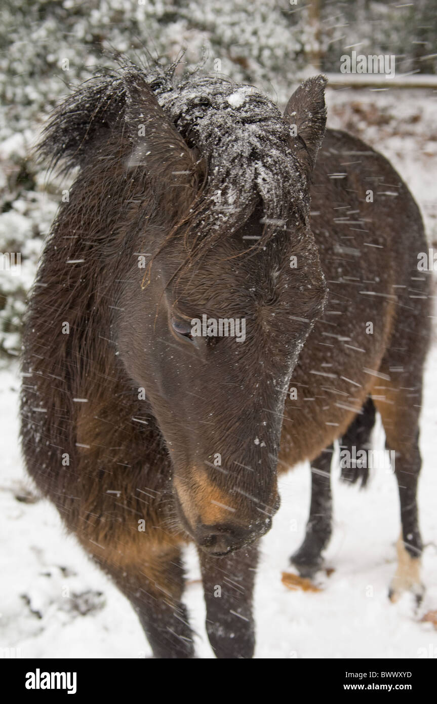 Una nuova foresta pony in una tormenta di neve Foto Stock